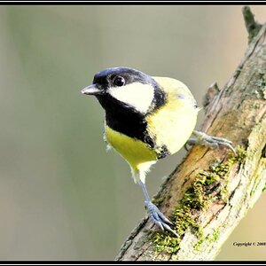 • Neugier •
Kohlmeise, Nikon D300 mit Nikkor AF 4,0/300mm IF D ED plus 2X Converter und Manfrotto Einbeinstativ (äquivalent 900mm).
Originalgröße, das