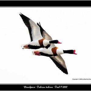 •Synchronflug•
Nikon D300 mit Nikkor AF 4,0/300mm IF D ED plus 1,4 Converter.
Freie Hand in freier Natur.