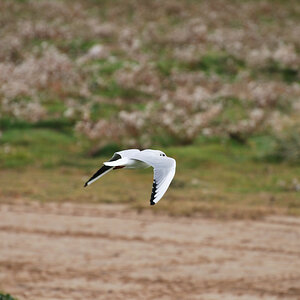 england2008 126