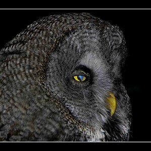 Bartkauz   Strix nebulosa