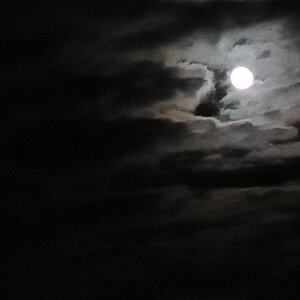 D30 0779crop