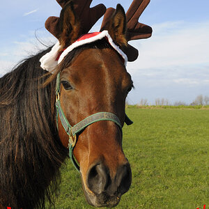 Weihnachtsagi2