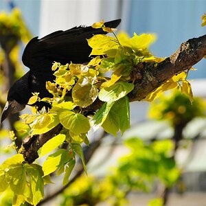 Der Schwarze im Grünen