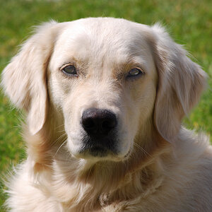 goldie 2