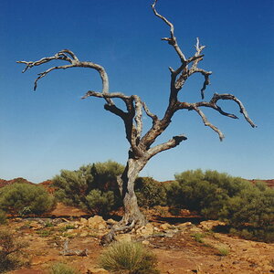 Tree2b