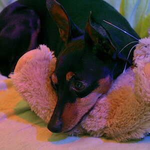 my dog