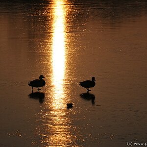Wien, Erholungsgebiet Wienerberg, 2 Enten