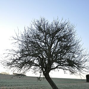 Baum