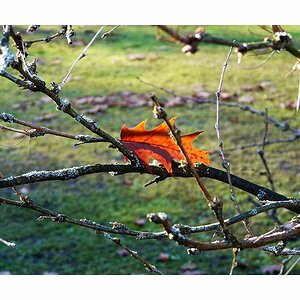 Blatt