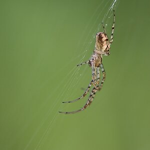 DSC2636 Spinne 01092009 klein
