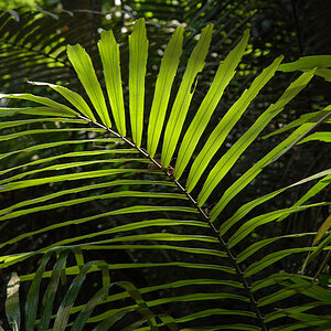 In the jungle (Goa)