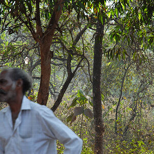 Man in the jungle (Goa)