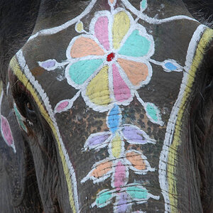 Painted Elephant