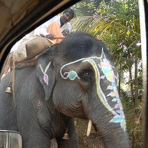 On the road to the Jungle trip (Goa)