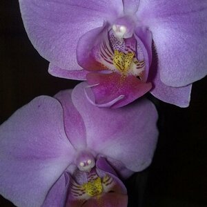 Phalaenopsis 3