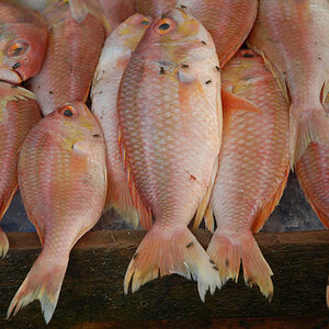 Fishmarket in Cochin