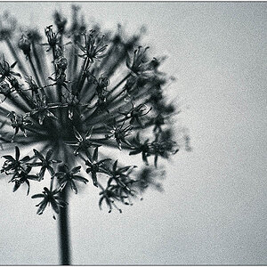 bLuMe s/w
