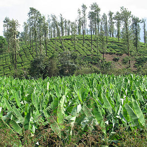 Tea plantation at Cardamom mountains (Kerala)
