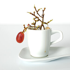 breakfastbonsai 2 001