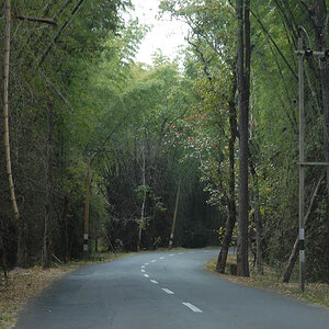 The road through the Jungle