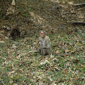 In the Jungle of Karnataka