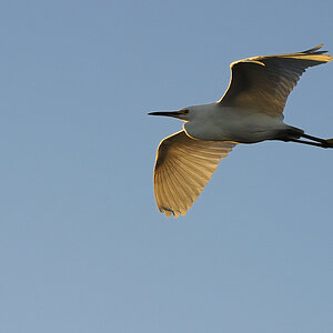 DSC2958 NF F
Everglades