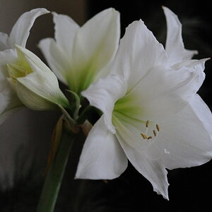 amaryllis 1 JKK 5636