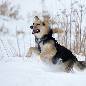 snowdog
