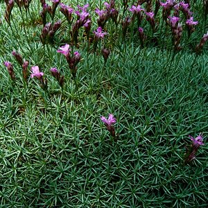 Blume LilaKissen 25