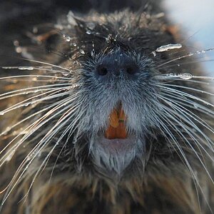 nutria