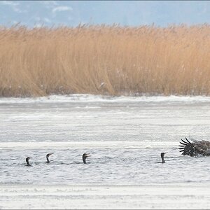 acomp usedom 0411