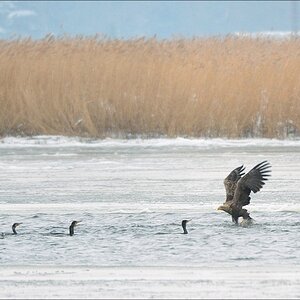 acomp usedom 0413