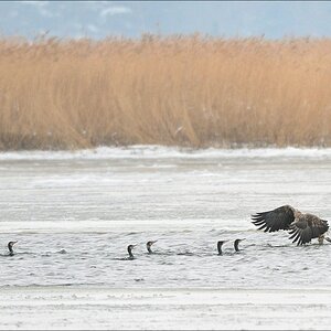 acomp usedom 0418