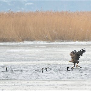 acomp usedom 0421