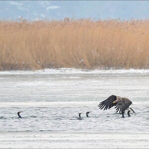 acomp usedom 0422