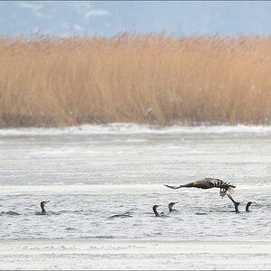 acomp usedom 0423