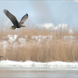 acomp usedom 0438