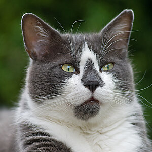 Katerportrait 2,8/80-200