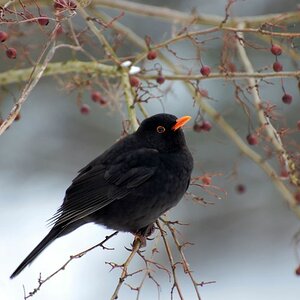 vogel mit beeren