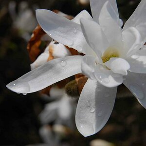 frühling