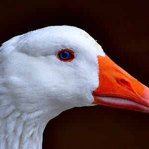 Noch ein Portrait