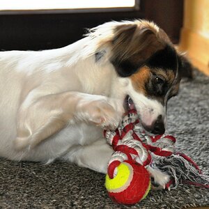 Juli, unser Hund. Hier haben wir sie noch toben lassen, bevor es in den Schnee ging :-)