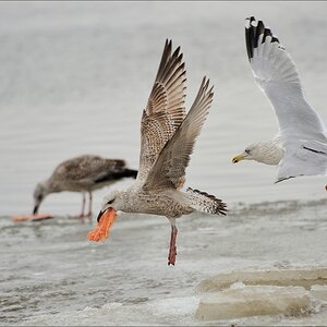 acomp usedom 0969