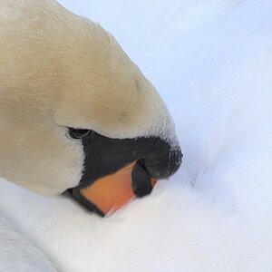 Und ein dritter Schwan