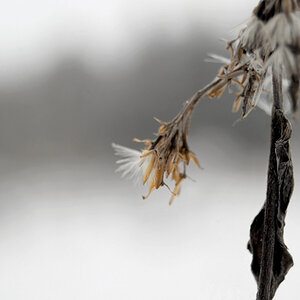 Winterblume Kopie