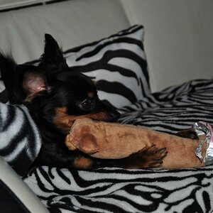 DSC 0189, Unser Hund packt sein Geschenk an Weihnachten aus, Tag 1 Nikon D5000, Programmautomatik verwendet