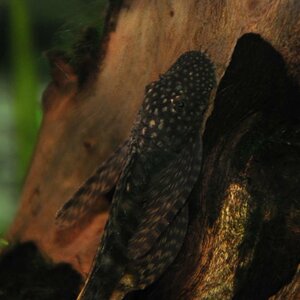 DSC 0190, Freihand im Modus Scene/Tier geschossen ohne Blitz Abends