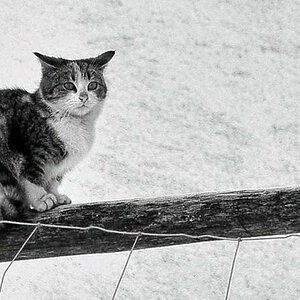 Nachbars Katze