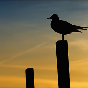 Silhouette_I