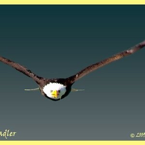 Weisskopfseeadler (600 x 351)